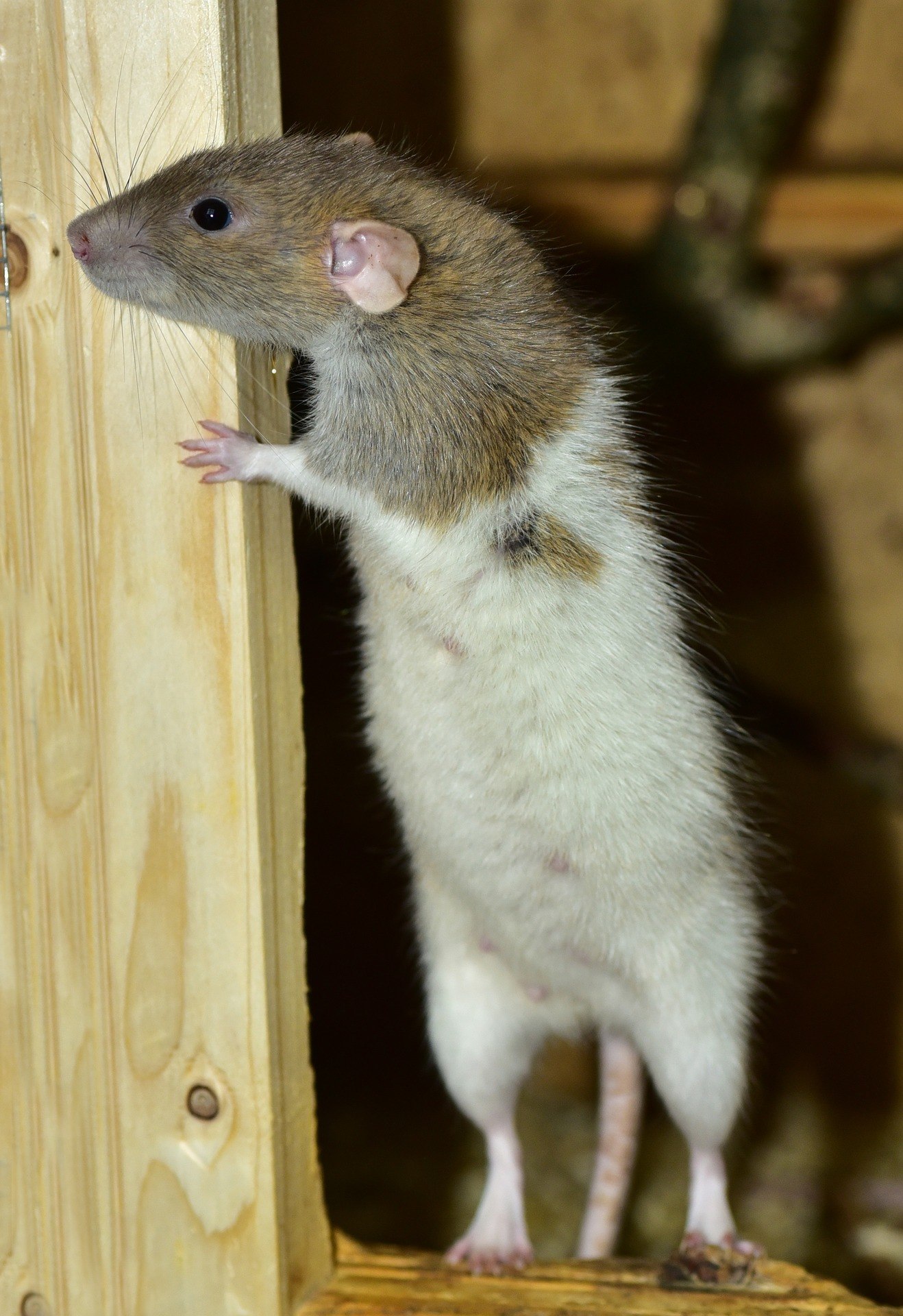 What Kind Of Damage Can Rats Cause? Rat Removal Hertfordshire